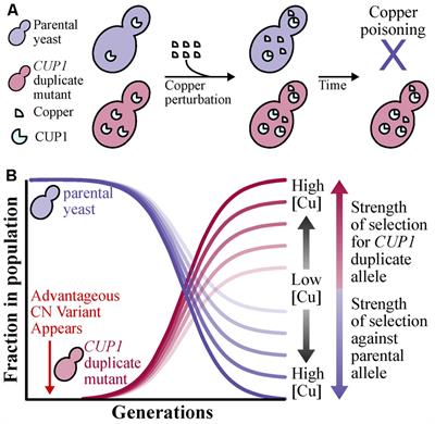 Copy Number Variation in Fungi and Its Implications for Wine Yeast Genetic Diversity and Adaptation